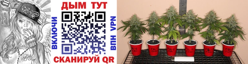 Купить Гашиш  Бутират  Галлюциногенные грибы  Каннабис  МЕФ  A-PVP  Починок